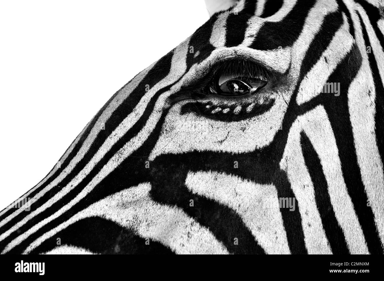 Zebra-Auge Stockfoto