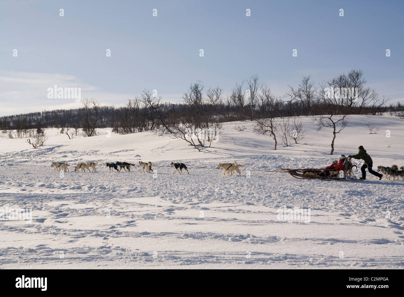 Norwegen Troms Hund Rodeln Stockfoto