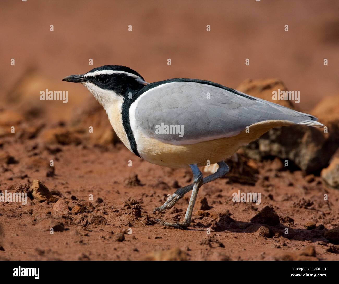 Ägyptische Regenpfeifer Pluvianus Aigyptos Krokodil Vogel Stockfoto
