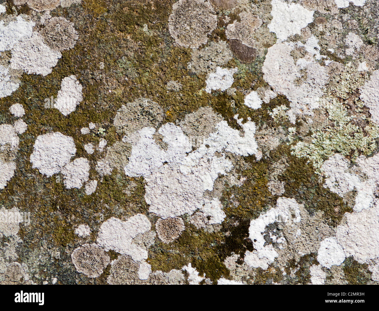 Flechten und Moose auf Granit Stein Felsen nahe grau-abstrakte Steinstruktur Stockfoto