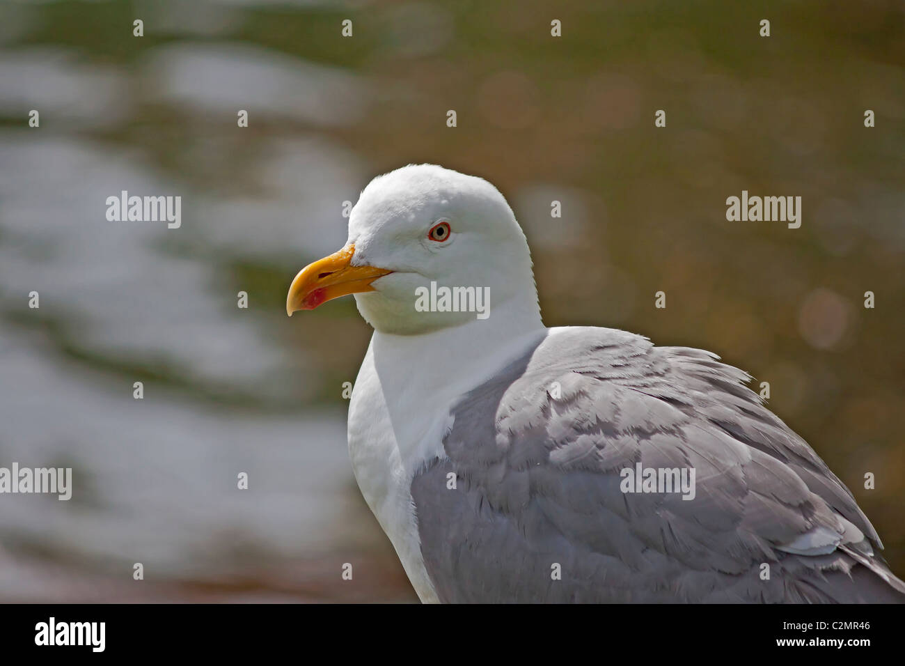 Eine Möwe Stockfoto