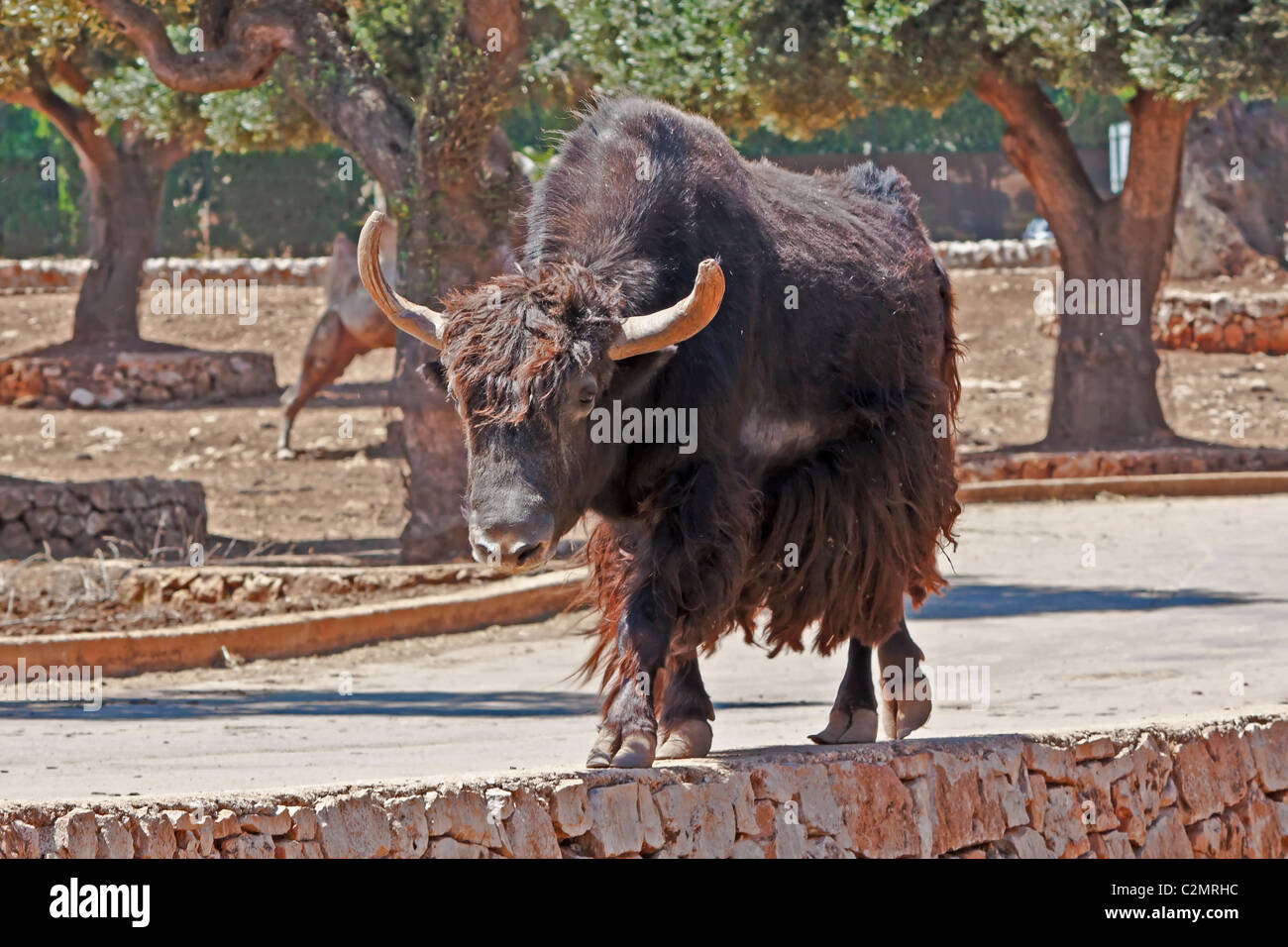 Buffalo Stockfoto