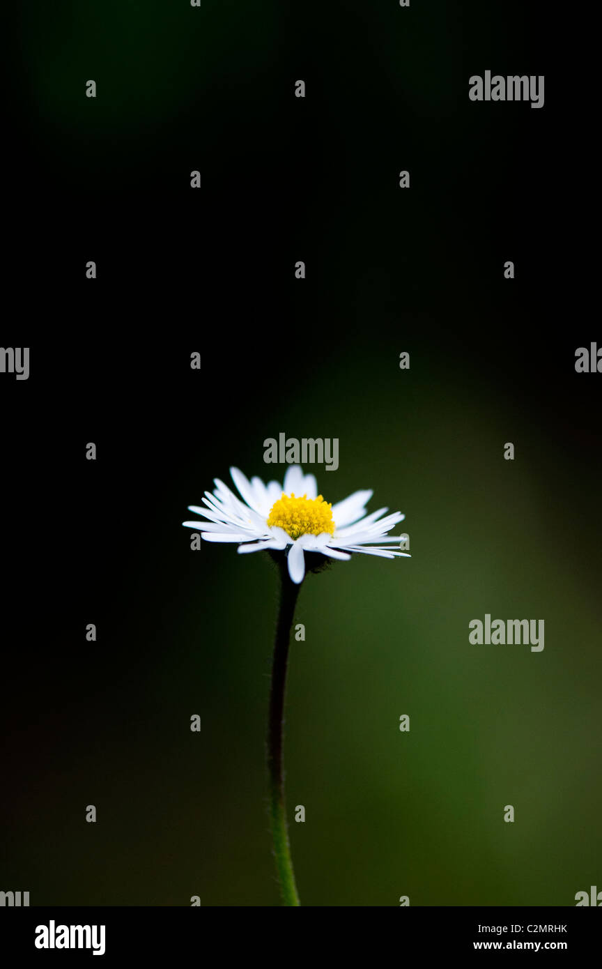 Bellis perennis. Daisy Flower beleuchtet gegen einen dunkelgrünen Hintergrund Stockfoto