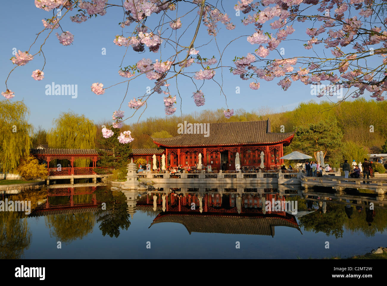 Kirschblüten und Teehaus im Frühjahr, "Der Mondgarten wiedererlangt", chinesischer Garten, Gärten der Welt, Berlin, Deutschland. Stockfoto