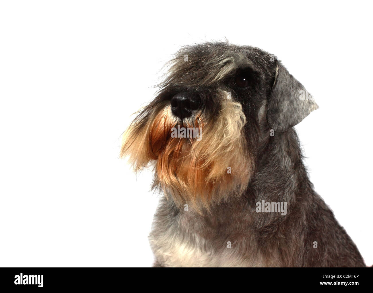Porträt des Hundes der Rasse Schnauzer auf weißem Hintergrund Stockfoto