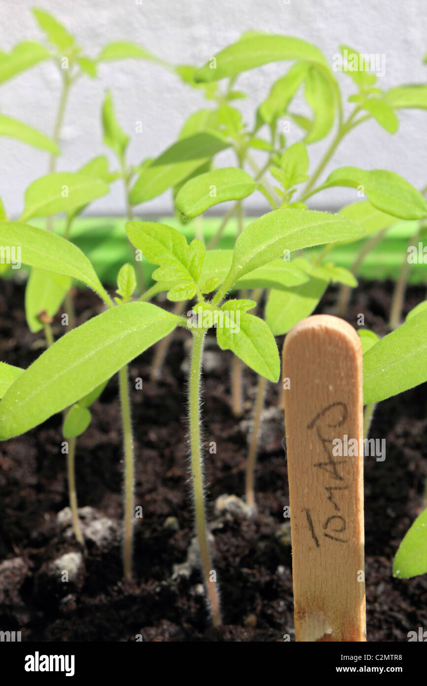 Tomaten Pflanzen Gärtner begeistern Sämlinge im Tray mit Label. Surrey England UK. Stockfoto