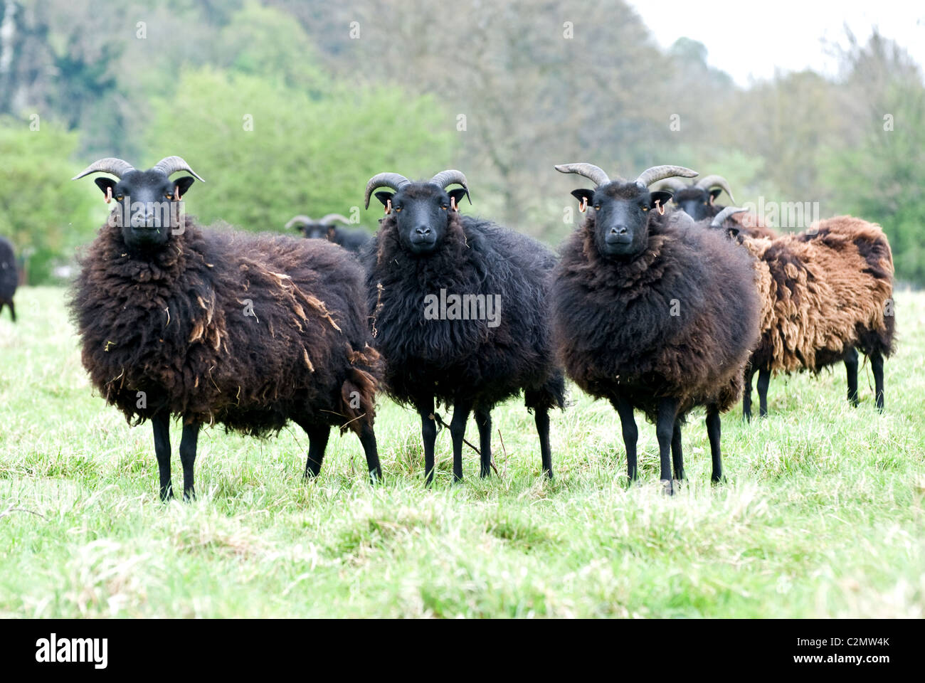 Hebridean Schafe Stockfoto