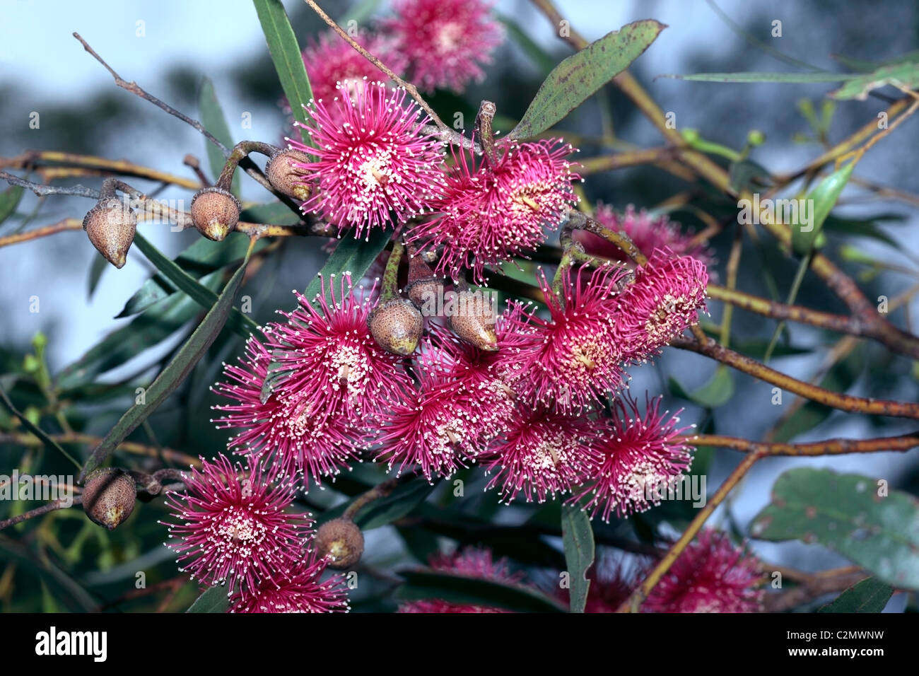 Rot blühende Mallee - Eukalyptus Erythronema - Familie Myrtaceae Stockfoto