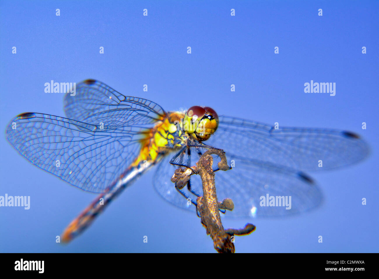 Libelle aus nächster Nähe, Insekten, Blumen, Makro, Hintergrund, Natur Stockfoto
