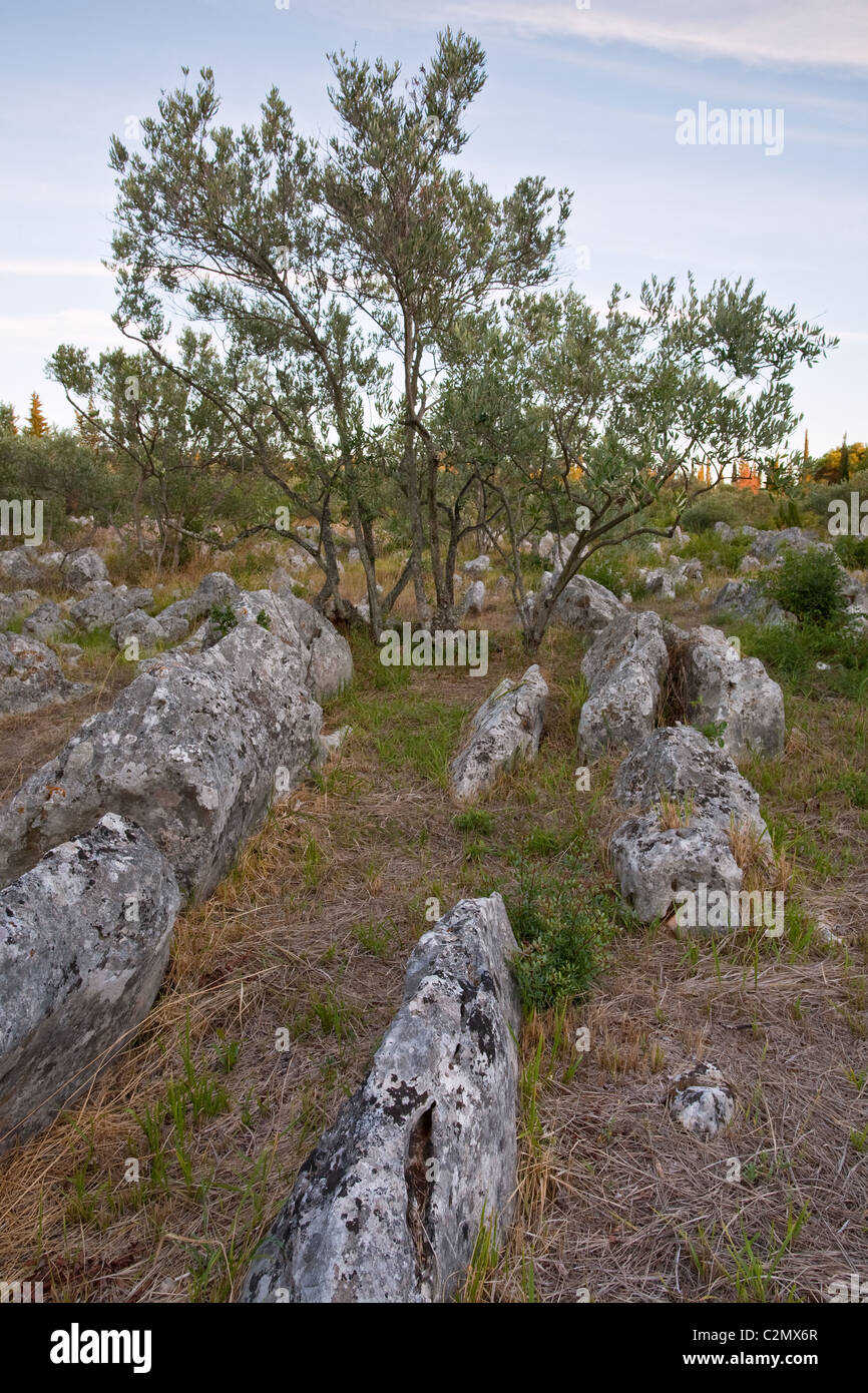 Olive Tree, Insel Ugljan, Dalmatien, Kroatien Stockfoto