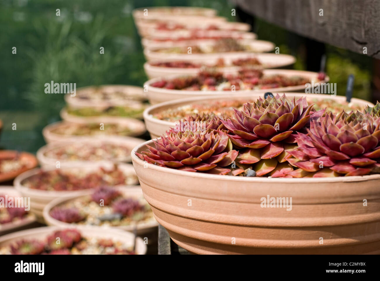 Eine große Sammlung von Keramik Blumentöpfe. Stockfoto