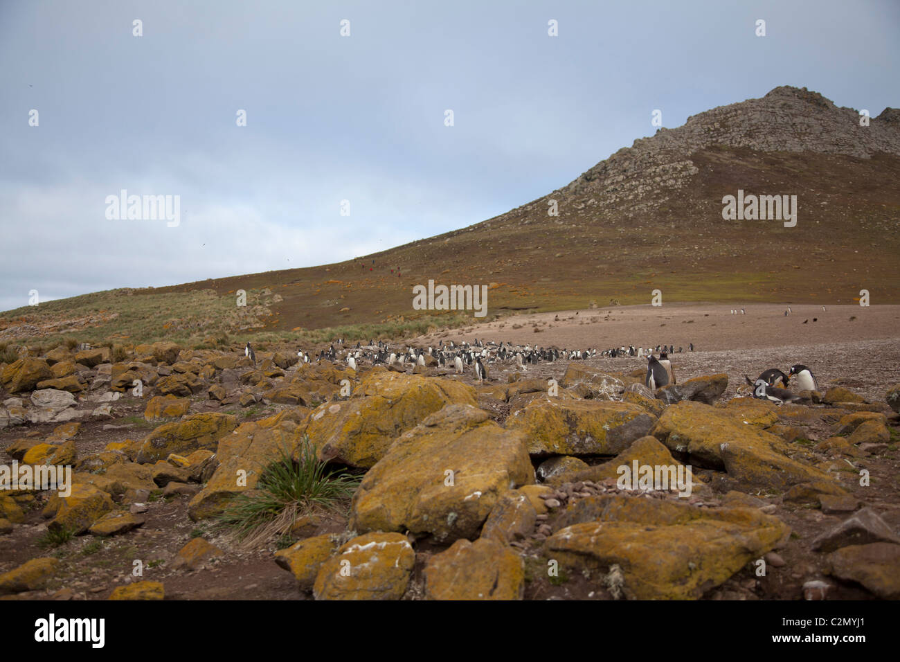 Die Gentoo-Kolonie auf Steeple Jason Inseln, West Falkland-Inseln Stockfoto