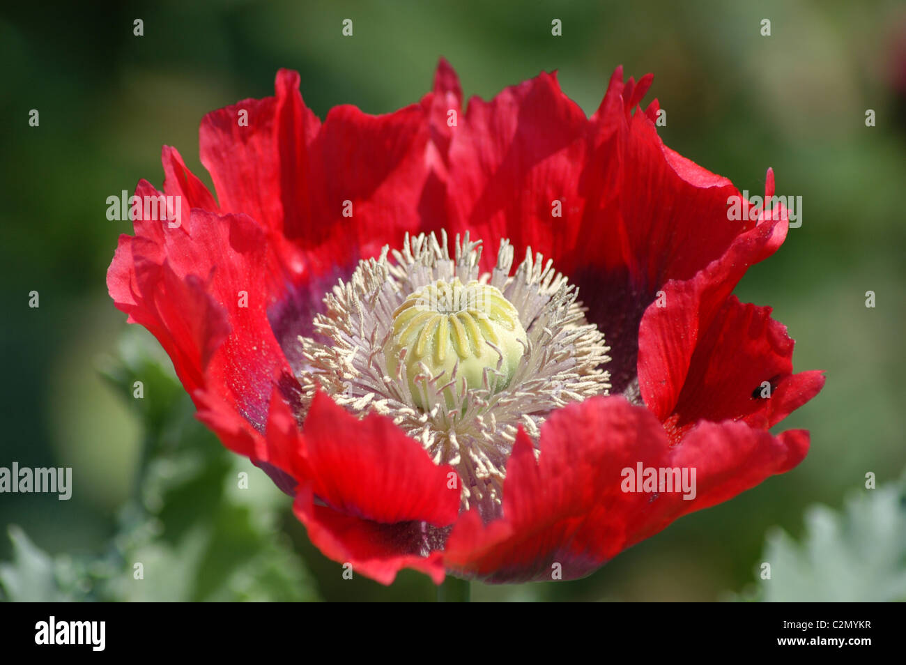 Poppy Kopf in Nahaufnahme Stockfoto