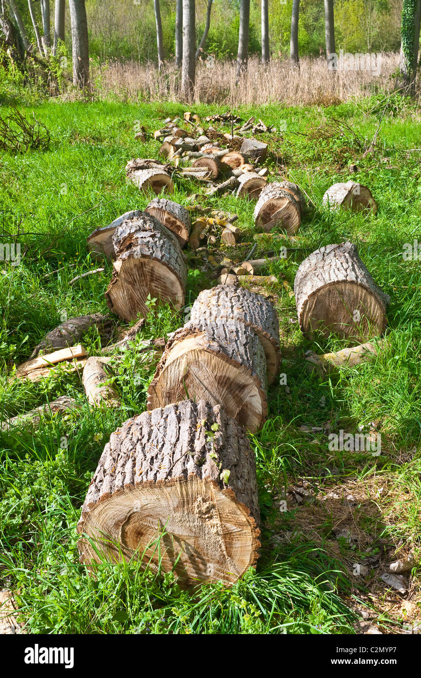 Gefallenen und Schnittholz Pappel - Frankreich. Stockfoto