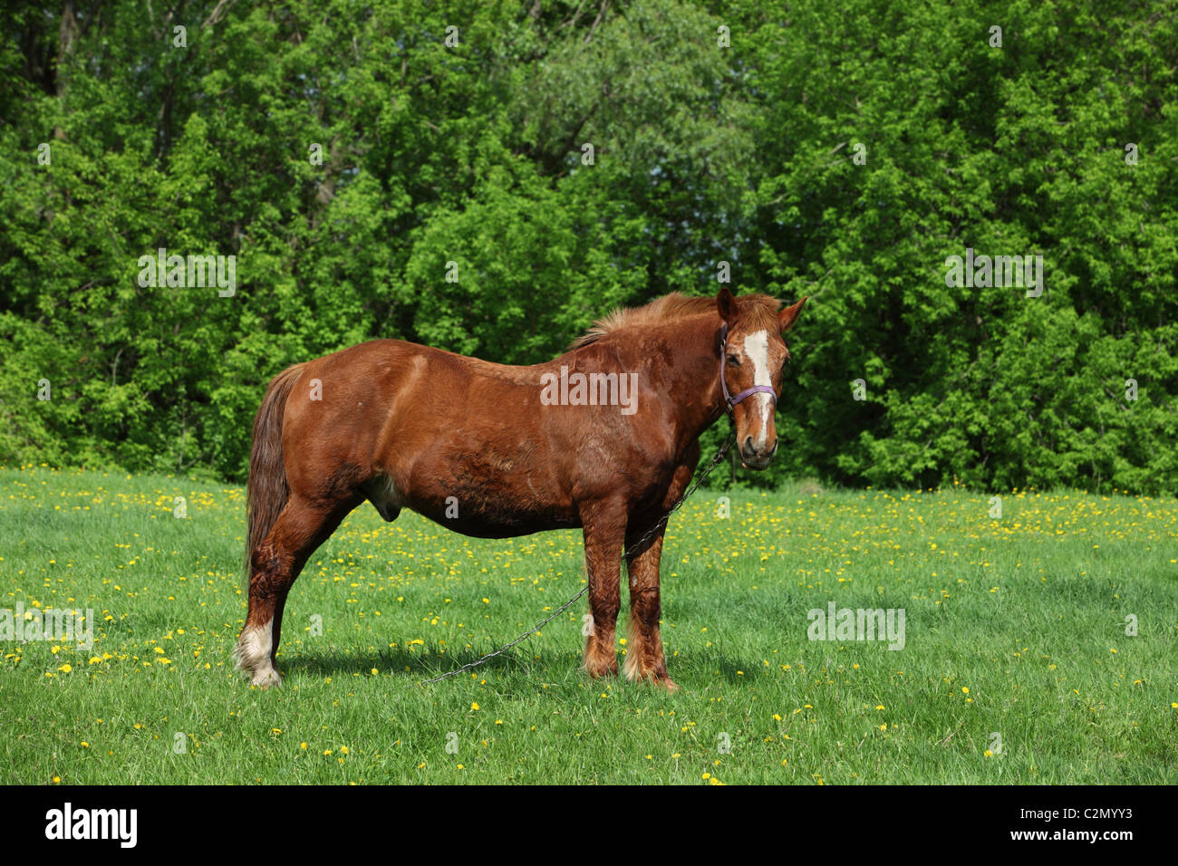 Ländliche schweren Pferd weidete auf Wiese. Welsh Cob Pferd Stockfoto