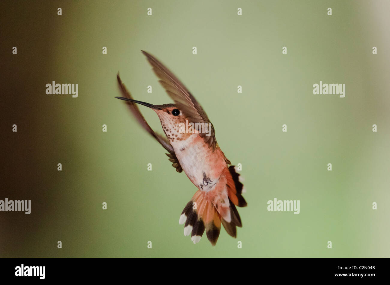 Rufous Kolibri (Selasphorus Rufus) fliegen Stockfoto