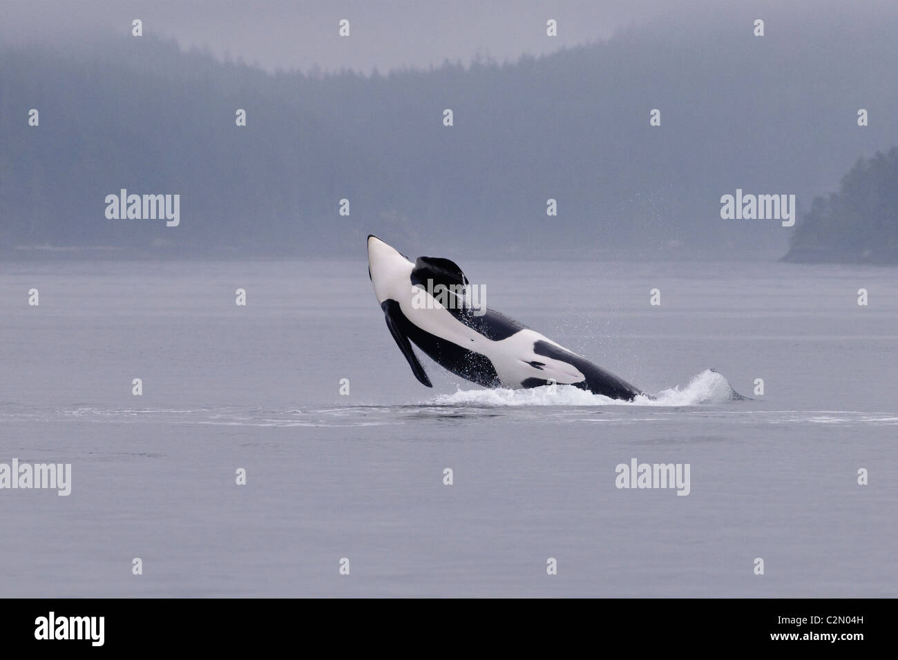 Orca oder Killerwal verletzt, springen, plantschen, Vancouver Island, Kanada Stockfoto