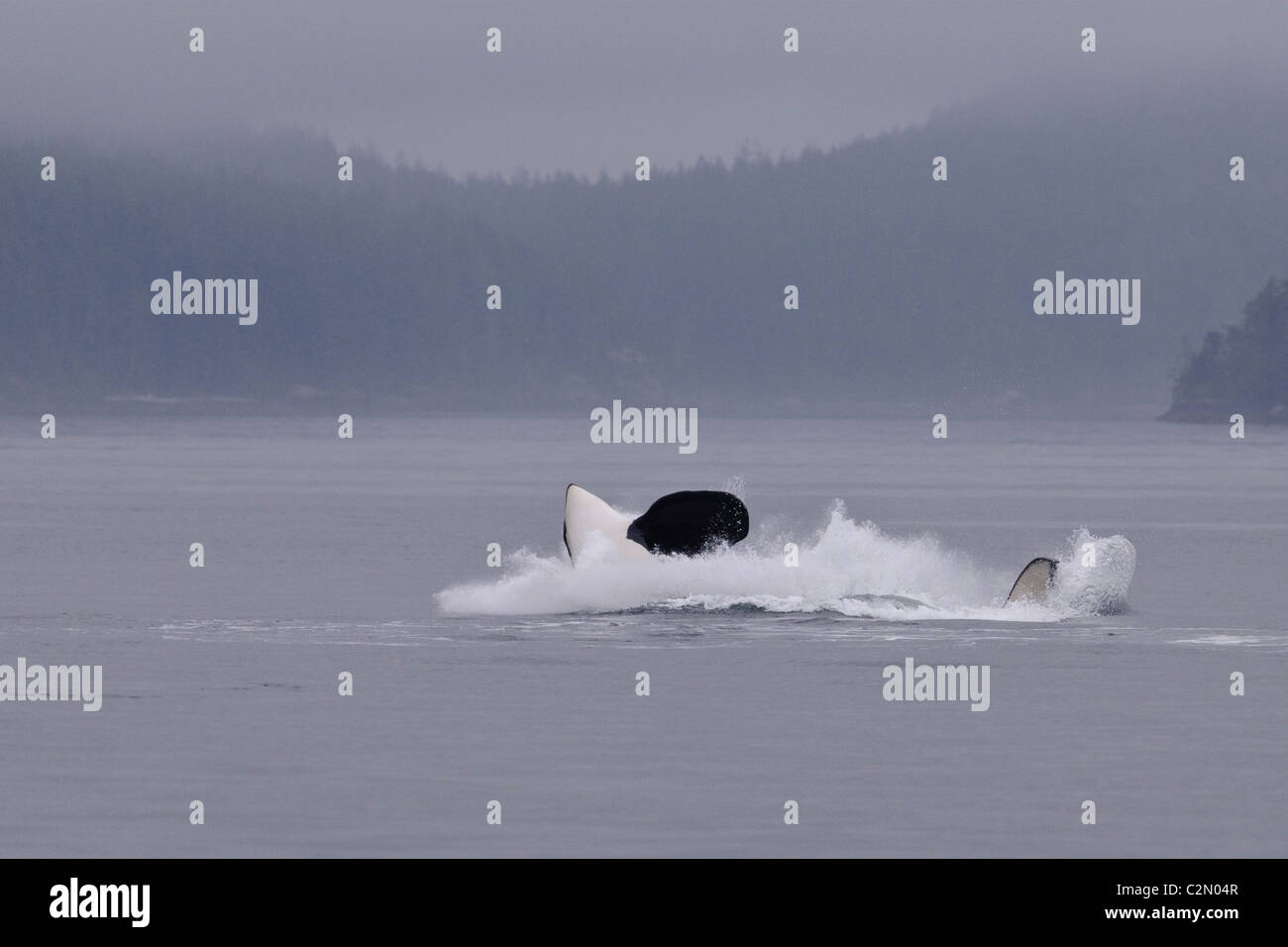 Orca oder Killerwal verletzt, springen, plantschen, Vancouver Island, Kanada Stockfoto