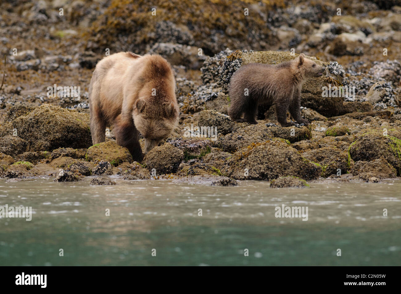 Grizzlybär mit Jungtier des Jahres, Knight Inlet, British Columbia, Kanada Stockfoto