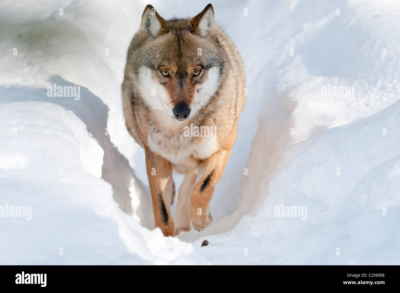 Europäischer Wolf, Canis Lupus, europäischer Grauwolf Stockfoto