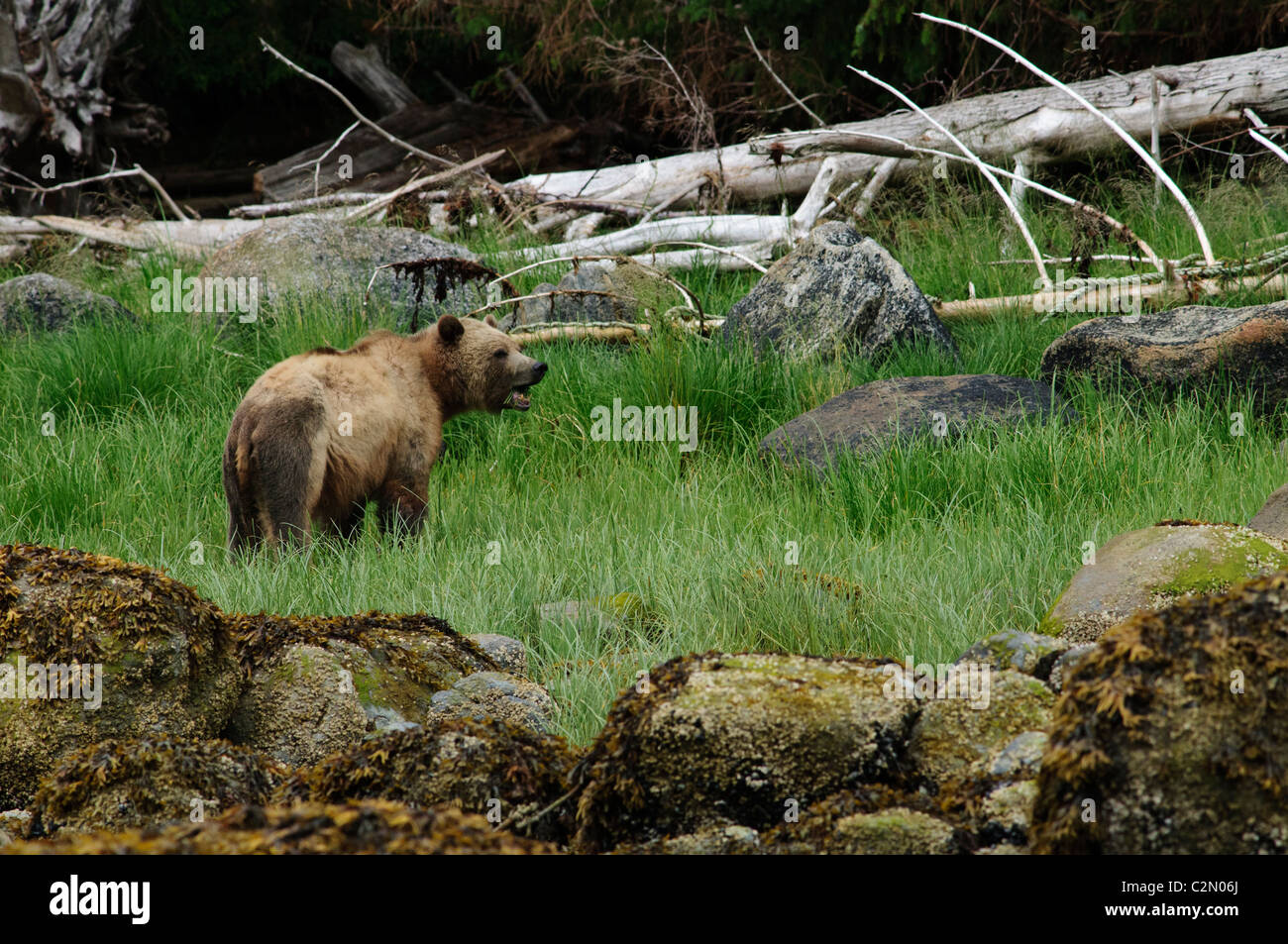 Grizzly Bären essen Grass, Knight Inlet, British Columbia, Kanada Stockfoto