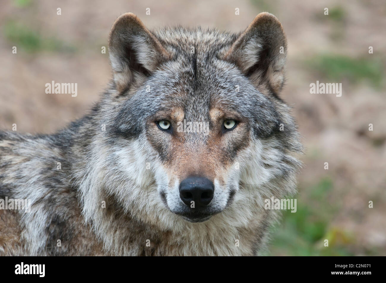 Europäischer Wolf, Canis Lupus, europäischer Grauwolf Stockfoto