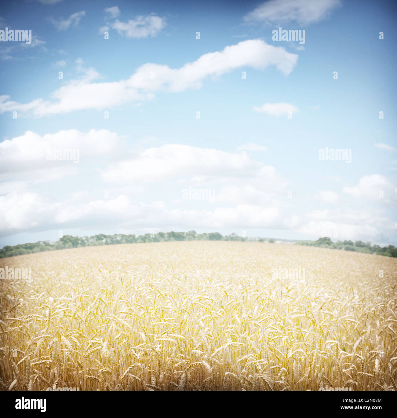 Weizenfeld und blauer Himmel. Stockfoto