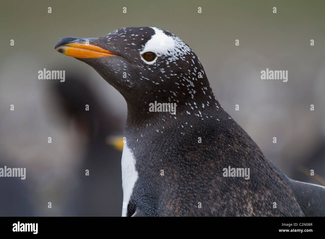 Gentoo Penguin, Steeple Jason Island, West Falkland-Inseln Stockfoto