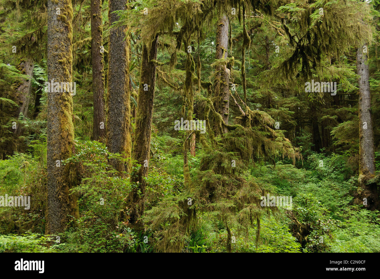 Regenwald, Pacific Rim National Park, Vancouver Island, BC, Kanada Stockfoto