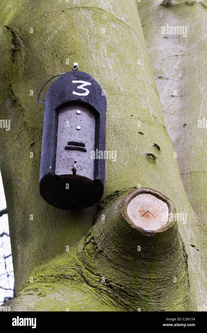 Fledermauskasten an einem großen Baum befestigt Stockfoto