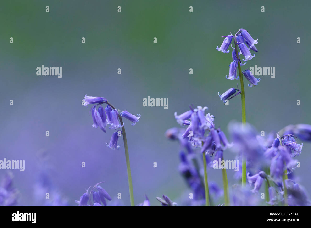 Glockenblumen im Frühjahr, Hertfordshire, England Stockfoto