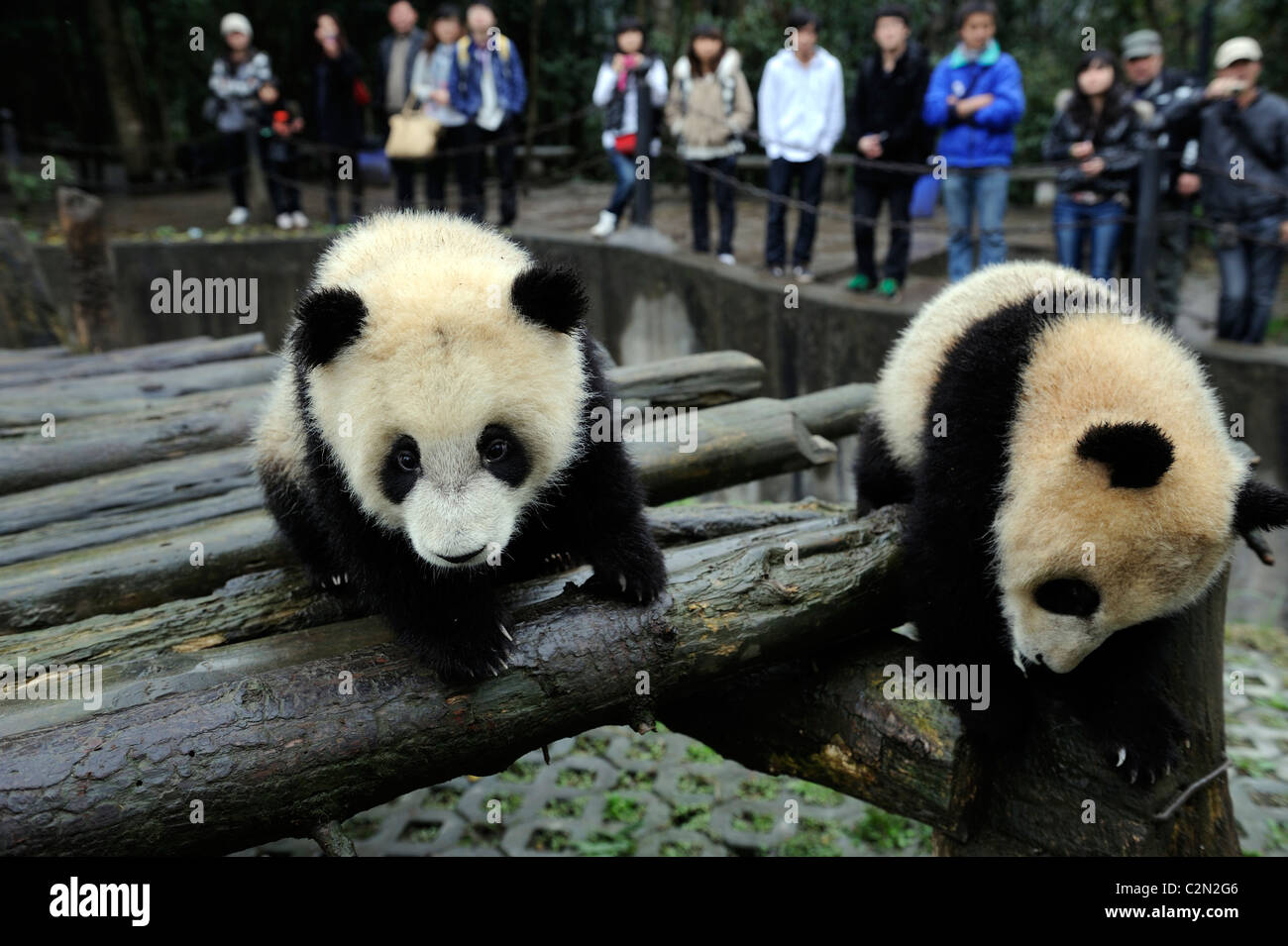 Touristen schauen zwei Pandababys in Bifengxia Panda Base, Yaan, Sichuan, China. 5. April 2011 Stockfoto
