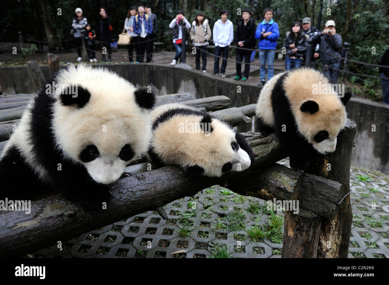 Touristen schauen zwei Pandababys in Bifengxia Panda Base, Yaan, Sichuan, China. 5. April 2011 Stockfoto