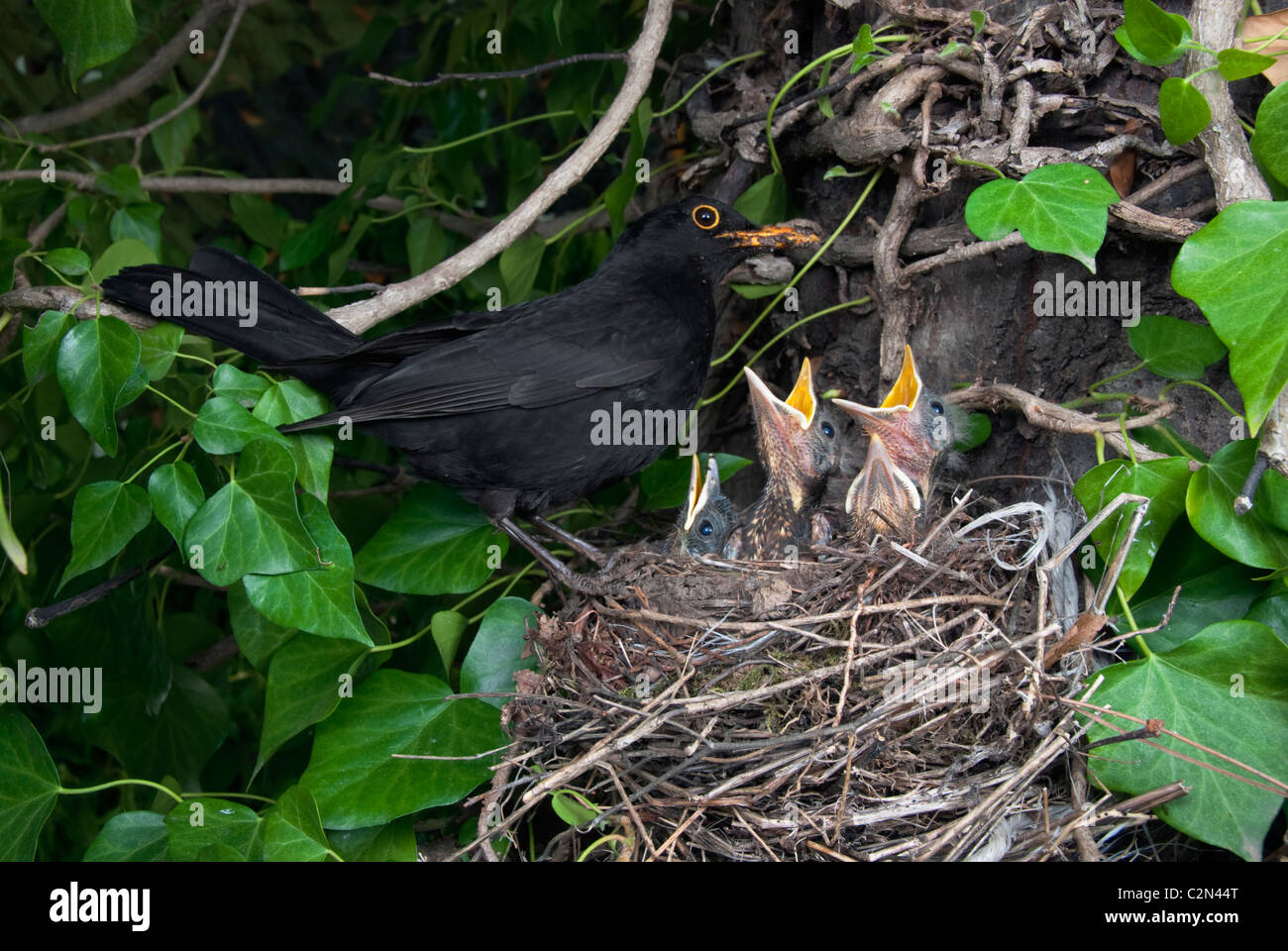 Männliche Amsel (Turdus Merula) am Nest mit Küken Stockfoto