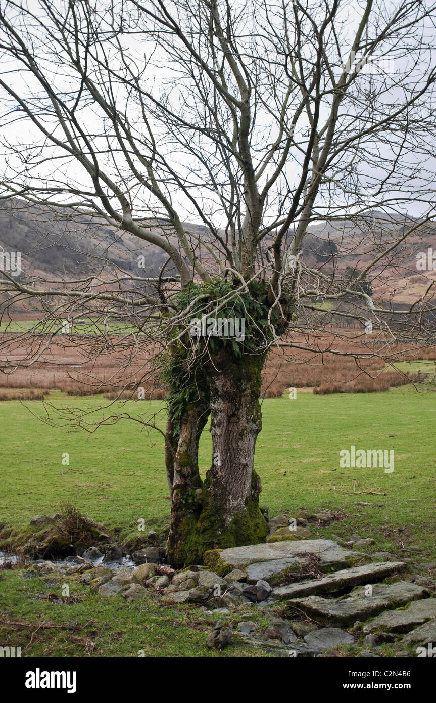 Ein Baumstumpf mit einem Loch scheinbar neu geboren und ist nun wachsen und gedeihen, im Seengebiet, Cumbria, England, UK. Stockfoto