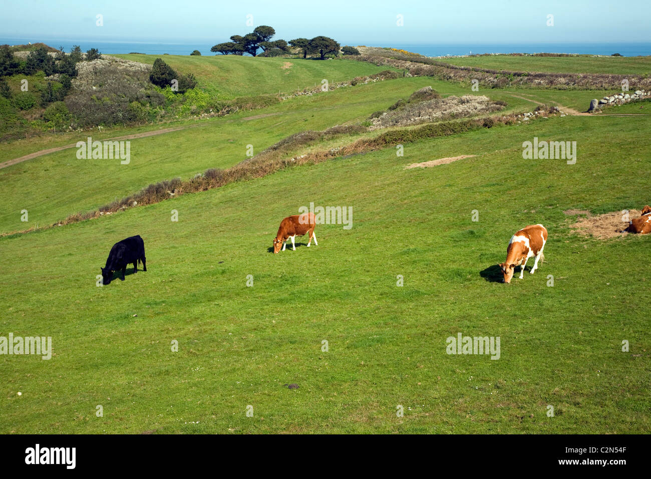Guernsey-Rinder weiden Feld Herm Island Kanalinseln Stockfoto