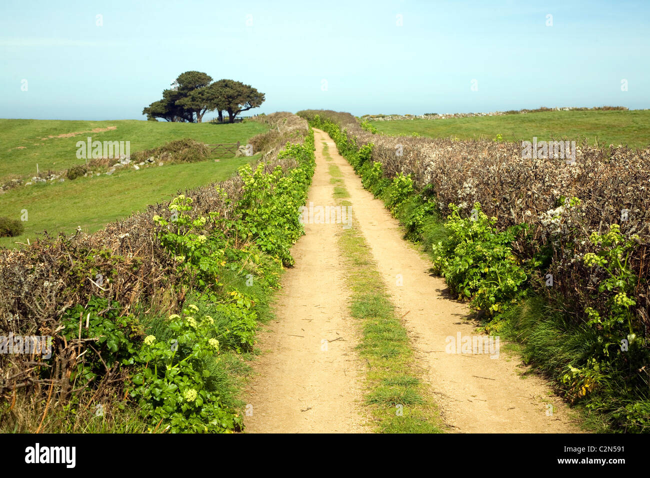 Sandy Lane Hecken Baumlandschaft Herm Island, Kanalinseln Stockfoto