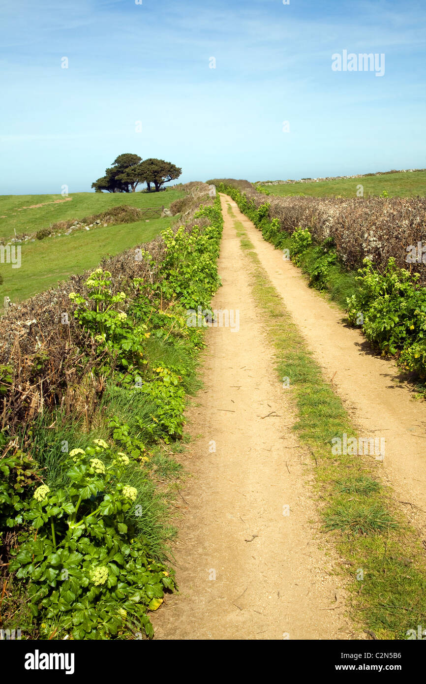 Sandy Lane Hecken Baumlandschaft Herm Island, Kanalinseln Stockfoto
