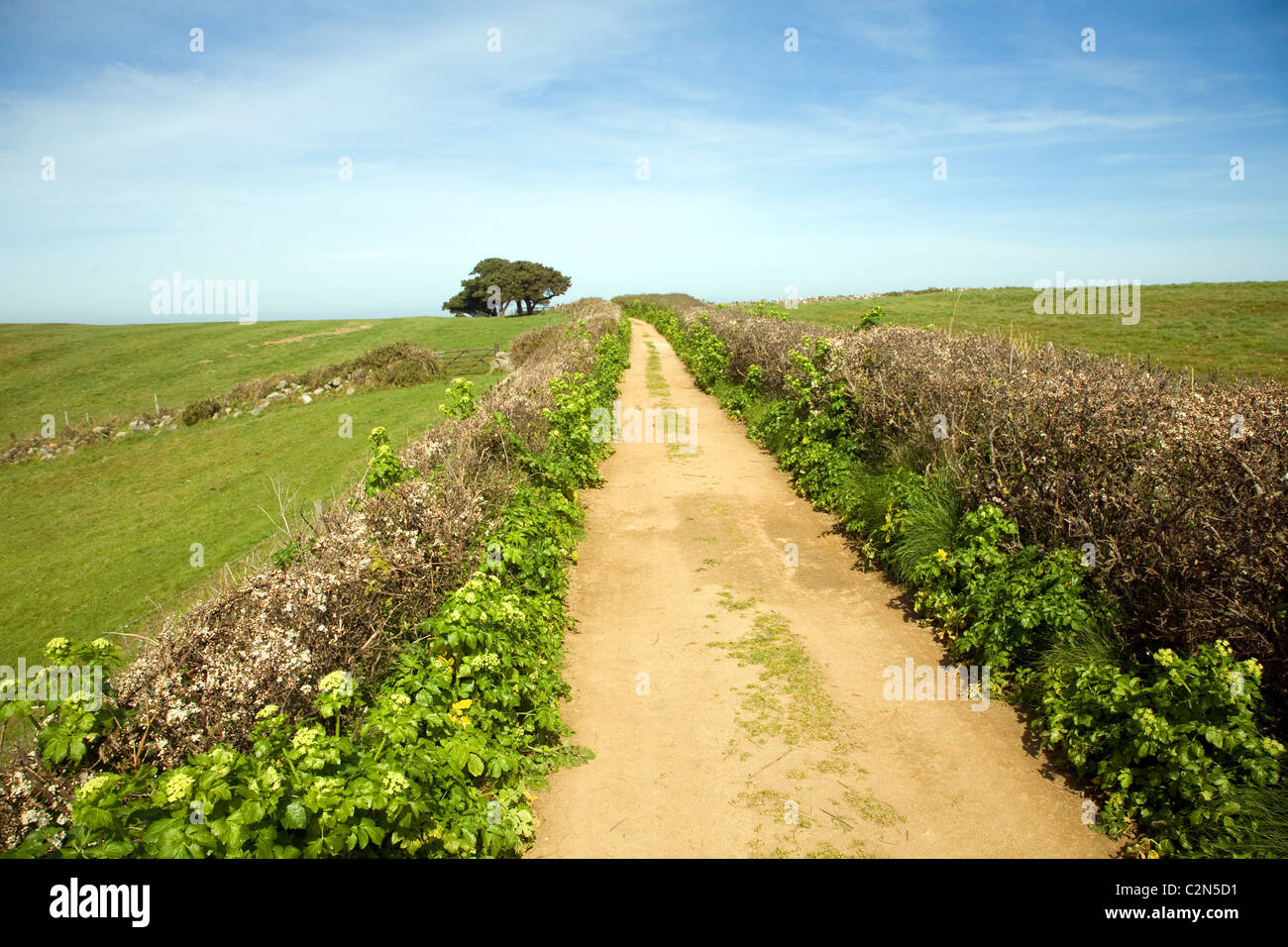 Sandy Lane Hecken Baumlandschaft Herm Island, Kanalinseln Stockfoto