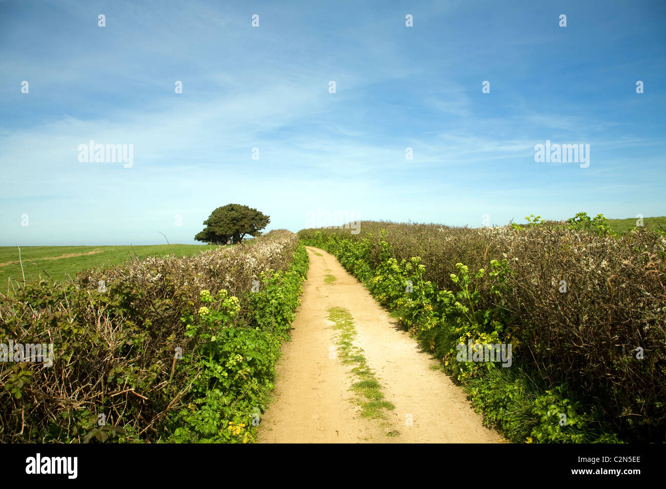 Sandy Lane Hecken Baumlandschaft Herm Island, Kanalinseln Stockfoto