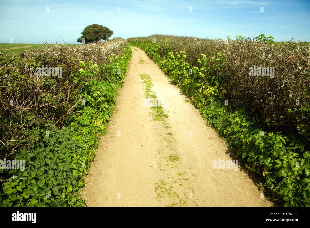 Sandy Lane Hecken Baumlandschaft Herm Island, Kanalinseln Stockfoto