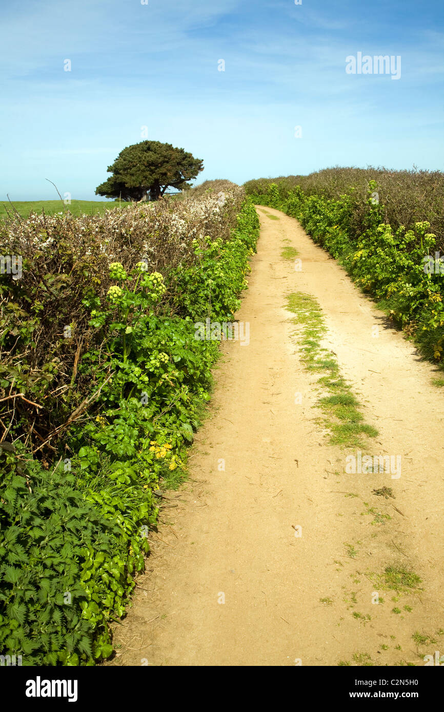 Sandy Lane Hecken Baumlandschaft Herm Island, Kanalinseln Stockfoto