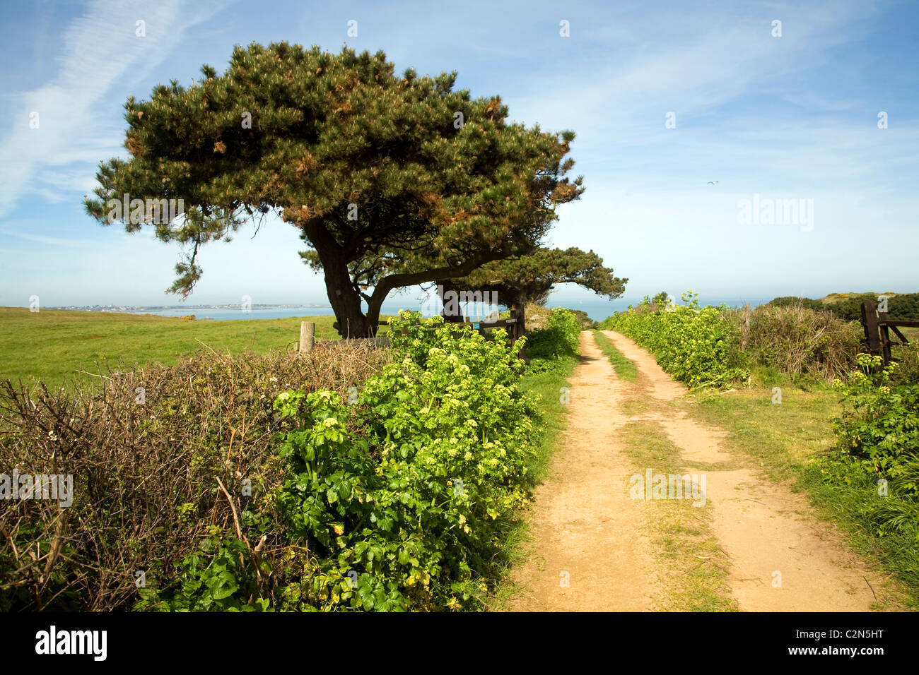 Sandy Lane Hecken Baumlandschaft Herm Island, Kanalinseln Stockfoto