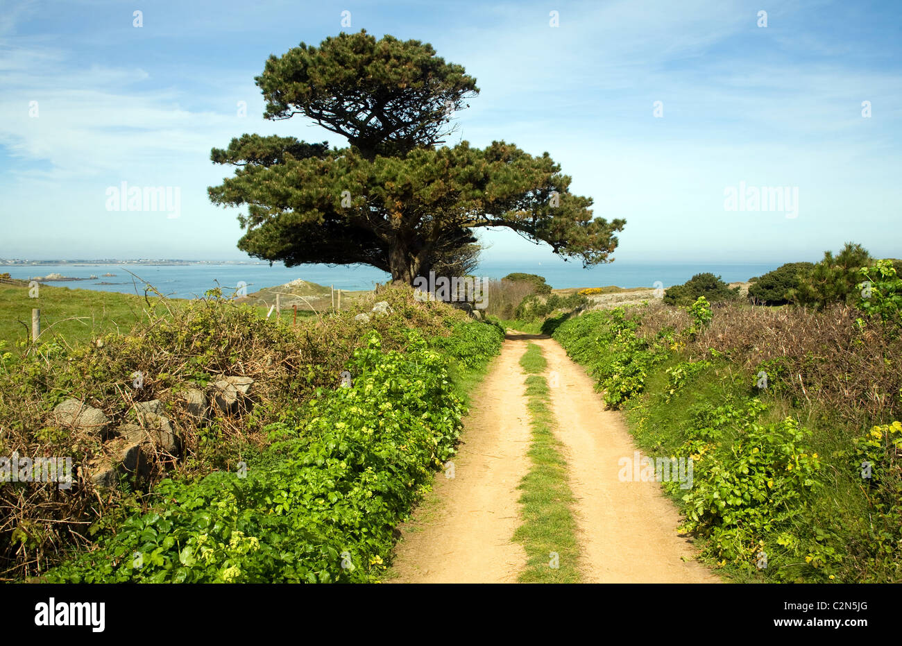 Sandy Lane Hecken Baumlandschaft Herm Island, Kanalinseln Stockfoto