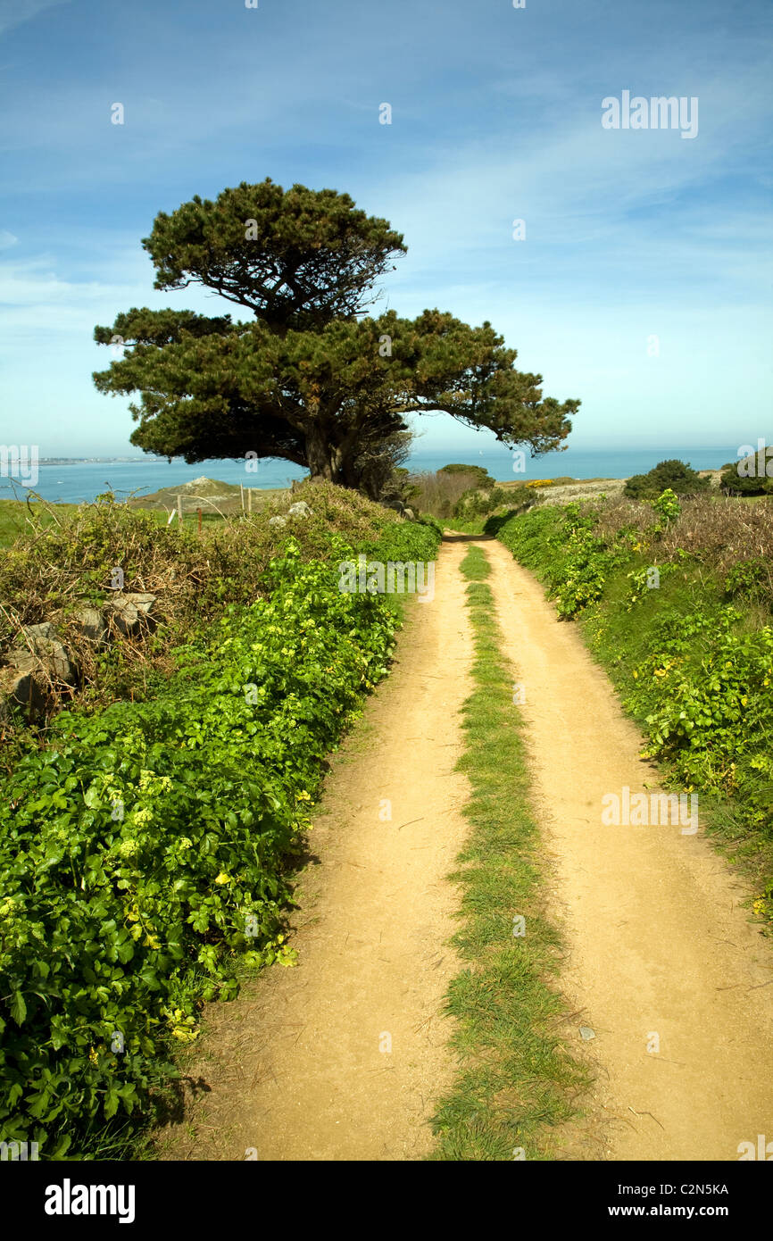 Sandy Lane Hecken Baumlandschaft Herm Island, Kanalinseln Stockfoto