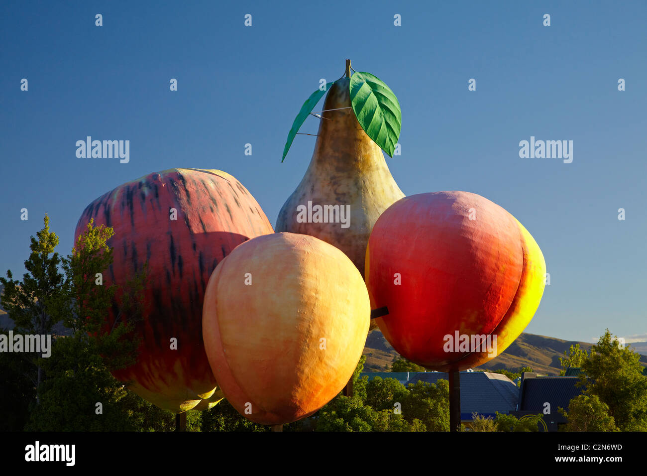Große Frucht, Cromwell, Central Otago, Südinsel, Neuseeland Stockfoto