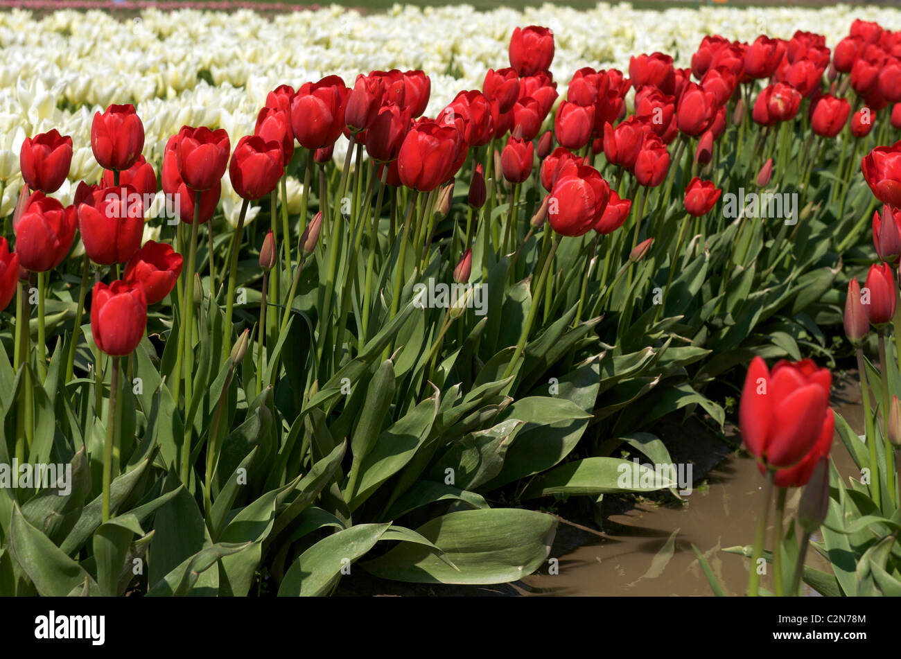 Tulpenfelder Stockfoto