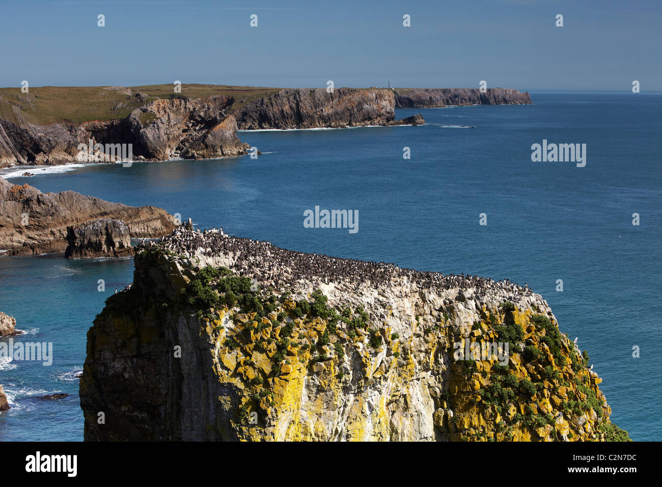 Trottellumme (Uria Aalge) auf der Stack Rock, Pembrokeshire Coast, Wales, UK Stockfoto