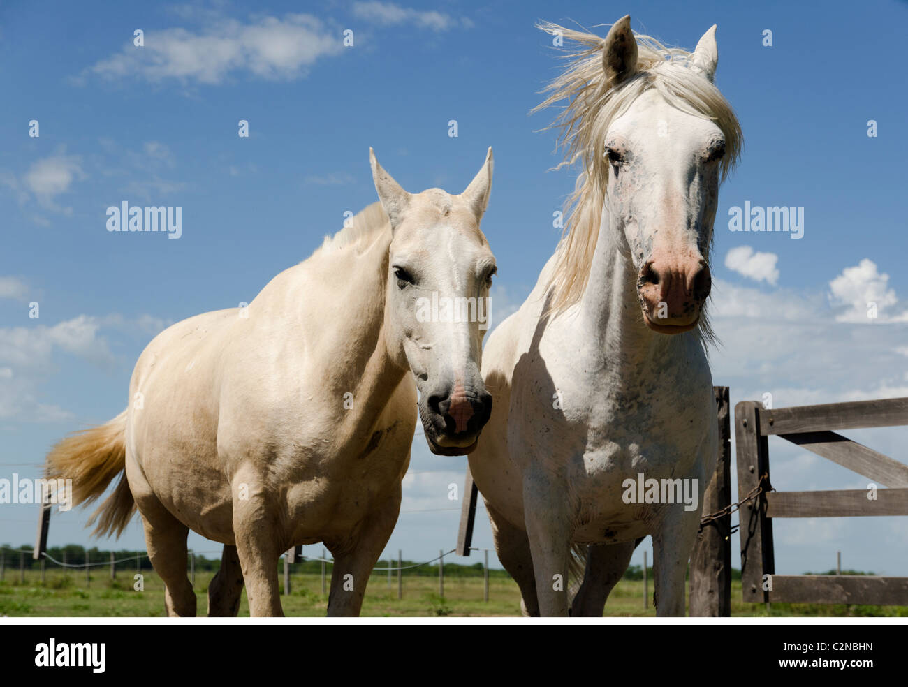 Weiße Pferde auf La Bamba Ranch (Estancia), San Antonio de Areco, Argentinien Stockfoto