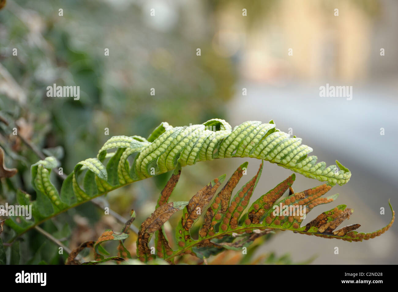 Maisöl, Polypodium vulgare Stockfoto